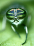 Striped Horsefly, Tabanus Lineola