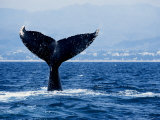 Humpback Whale, Raising Flukes