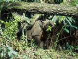 Buy Javan Rhinoceros, Ujung Kulon, Indonesia at AllPosters.com