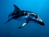 Buy Dusky Dolphin, Underwater, New Zealand at AllPosters.com