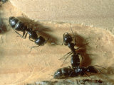 Buy Carpenter Ants, Nests in Fallen Log, California, USA at AllPosters.com