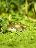 Buy Marsh Frog, Adult, UK at AllPosters.com