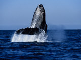 Humpback Whale, Hitting Water