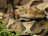 Buy Northern Copperhead, Portrait, USA at AllPosters.com