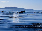 Long-Nosed Common Dolphin, Jumping, Sea of Cortez