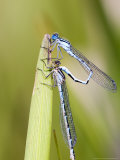 Buy Common Damselfly, Male and Female Pre Wheel Position, UK at AllPosters.com