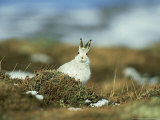 Mountain (Blue) Hare, Monadhliath Mtns, Scotland Photographic Print