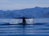 Blue Whale, Raising Flukes, Sea of Cortez