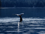 Humpback Whales, Raising Fluke at Surface, AK, USA