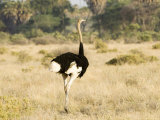 Buy Ostrich, Male, Kenya at AllPosters.com