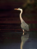 Grey Heron, Wading, India
