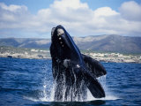 Southern Right Whale, Breaching, S Africa