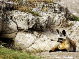 Bat-Eared Fox at Den, Tanzania