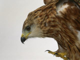Red Kite