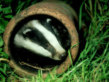 Buy Badger, Young, UK at AllPosters.com