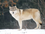 Female Gray Wolf, Ste-Anne-De-Bellevue, Canada