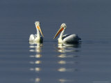 Dalmatian Pelicans, Adults, Greece