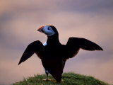 Puffin, Wings Spread