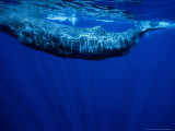 Sperm Whale, Juvenile, Portugal