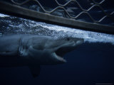 Buy Great White Shark, Swimming by Cage, S. Australia at AllPosters.com