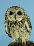 Buy Short-Eared Owl, England, UK at AllPosters.com