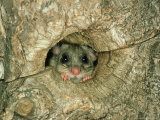 Buy Fat Dormouse, England, UK at AllPosters.com
