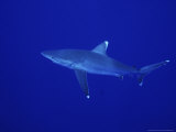 Buy Silvertip Shark, Swimming, Tuamotu, French Polynesia at AllPosters.com