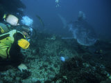 Buy Tiger Shark, with Diver, South Africa at AllPosters.com