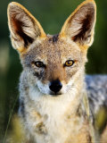 Buy Black-Backed Jackal, Portrait, Namibia at AllPosters.com