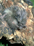 Buy Hedgehog, Young, England, UK at AllPosters.com