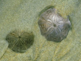 Sand Dollars, Parker River Nwr, USA