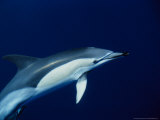 Short-Nosed Common Dolphin, Underwater, Portugal