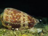 Buy Cone Shell, Underwater, Chinas Southern Sea, Pacific Ocean at AllPosters.com