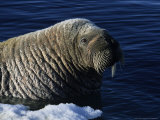 Walrus, Baffin Island, Canada