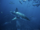 Great White Shark, Swimming, South Australia