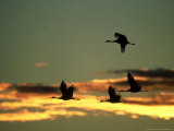 Sandhill Cranes at Dusk, New Mexico