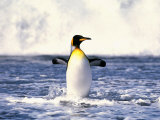 King Penguin, St. Andrews Bay, South Georgia