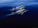 Short-Nosed Common Dolphin, Porpoising, Portugal