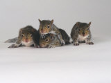 Grey Squirrel
