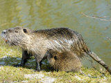 Buy Coypu or Nutria, Female with Young Suckling, France at AllPosters.com
