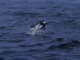 Buy Great White Shark, Attacking Sea Lion, S.Africa at AllPosters.com