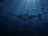 Great White Shark, Swimming, South Australia