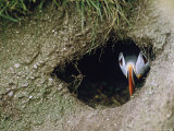 Puffin, Peering from Nest Burrow, Scotland