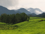 Buy Tea Plantations Fringe the Nyungwe Forest, Rwanda at AllPosters.com