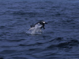 Buy South African Fur Seal, Attacked by Shark at AllPosters.com