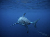 Buy Great White Shark, Swimming, Pacific at AllPosters.com