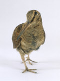 Woodcock, St. Tiggywinkles, UK