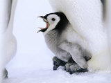 Emperor Penguins, Chick Being Brooded, Antarctica