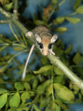 Buy Garden Dormouse, England, UK at AllPosters.com