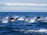 Striped Dolphin, Porpoising, Portugal